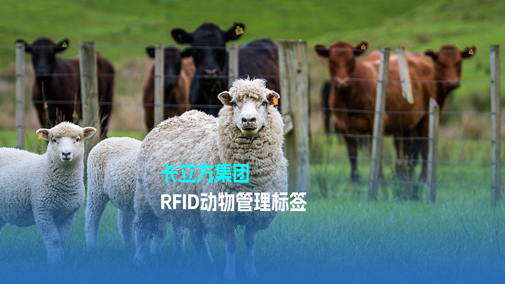 卡立方集團RFID動物管理標簽 科技賦能現代畜牧業(yè)新篇章